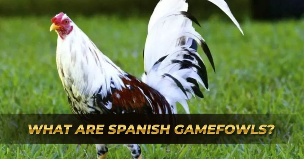 What are Spanish Gamefowls_