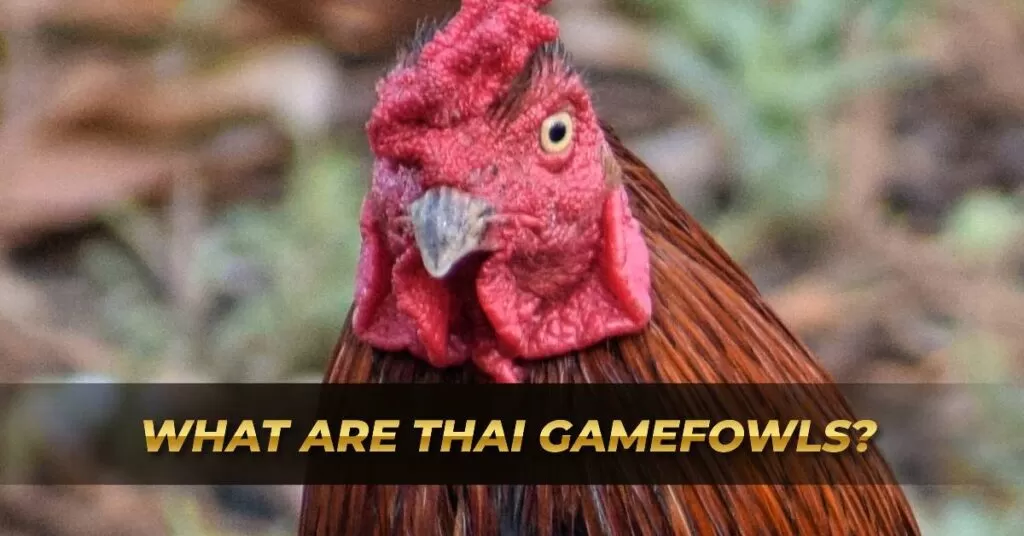 What are Thai Gamefowls