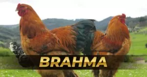 Brahma breed