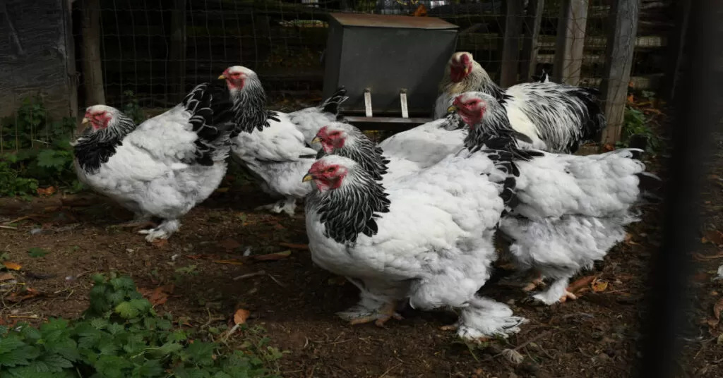 Brahma chickens