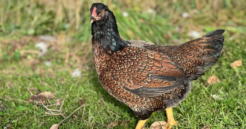 Cornish chicken