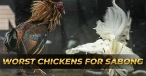 Top 3 Worst Chickens for Sabong